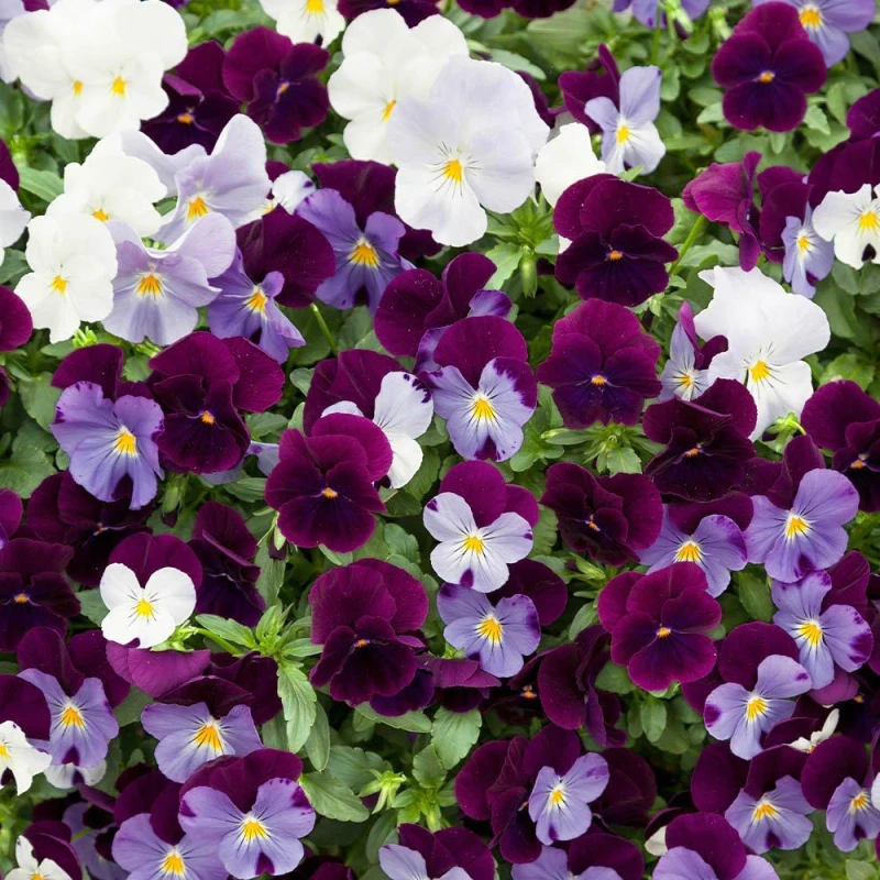 Image of YouGarden Pansy Cool Wave Berries & Cream Mix (20 Garden Rea Garden Flowers and Plants 20 Plants Multi 40561899000