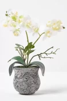 Image of White and Green Orchid 32cm Phalaenopsis in Cement Pot