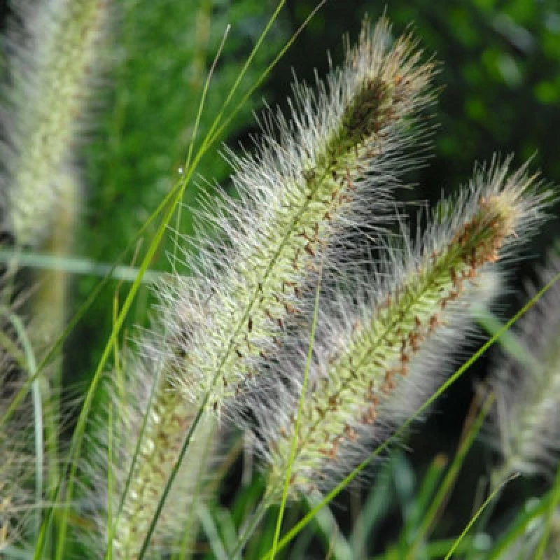 Image of Thompson & Morgan Pennisetum Al. Hameln 12Cm Potted Plant X 2