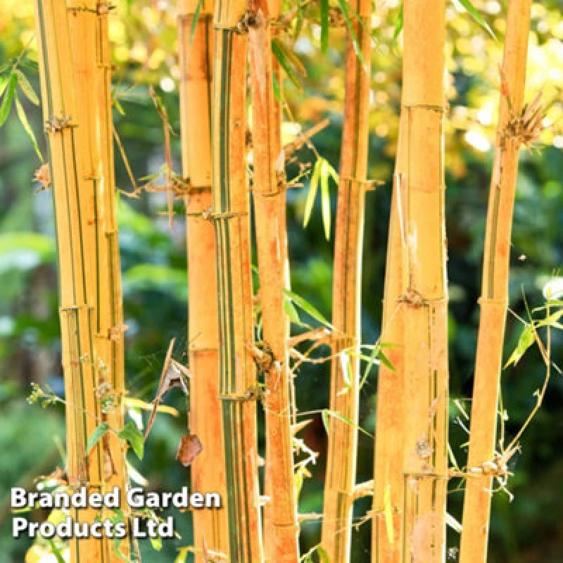Image of Thompson & Morgan Phyllostachys Spectabilis 140 10 Litre Potted Plant X 1