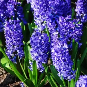 Image of YouGarden Hyacinth Blue 10 Bulbs size 14/15 - Brown