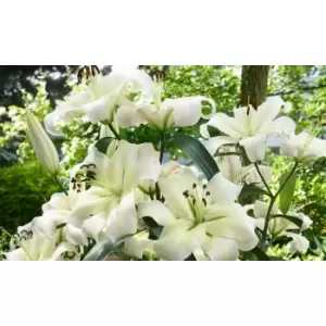 Image of Thompson & Morgan Thompson and Morgan Lily 'Pretty Woman' - 20 Bulbs