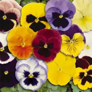 Image of YouGarden Pansy Matrix Mixed Garden Ready - Multi