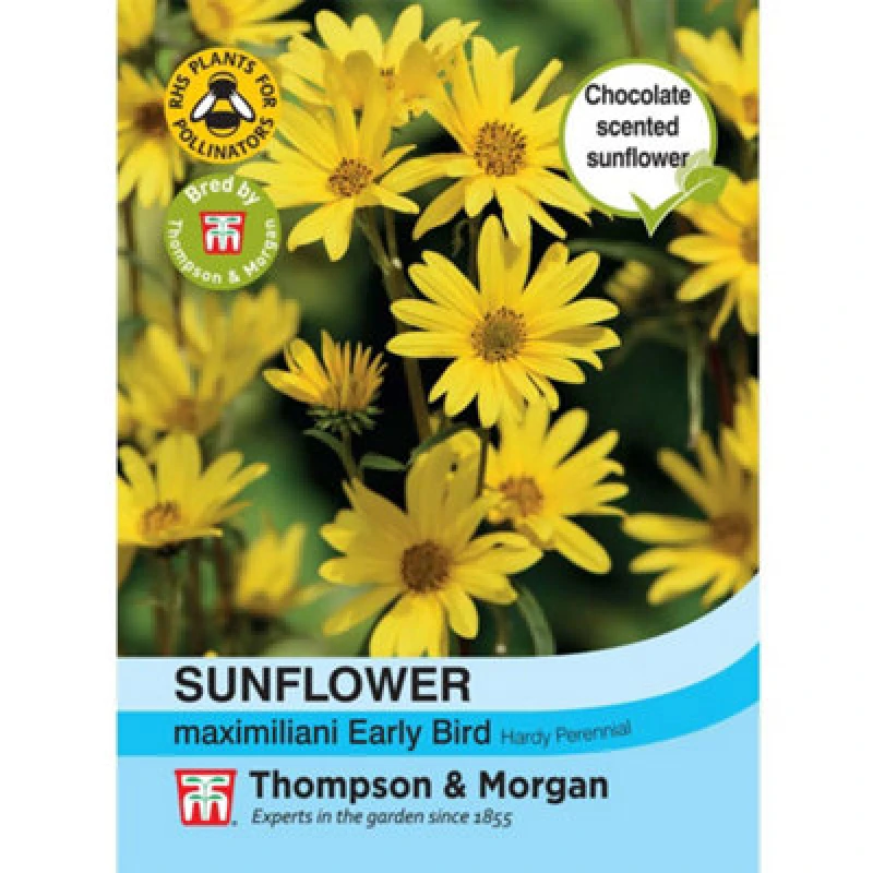 Image of Thompson & Morgan Helianthus Maximiliani Sunflower Early Bird 1 Packet (20 Seeds)