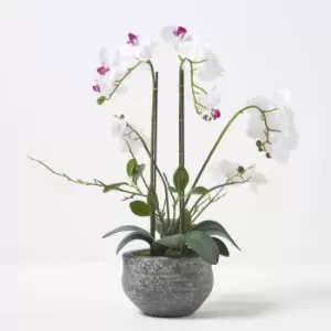 Image of Homescapes - White Orchid 52cm Phalaenopsis in Cement Pot Extra Large, 5 Stems - White