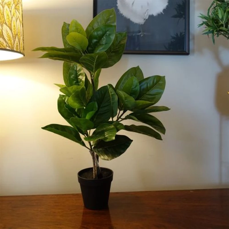 Image of Leaf 65cm Rubber Plant Artificial in Pot Green