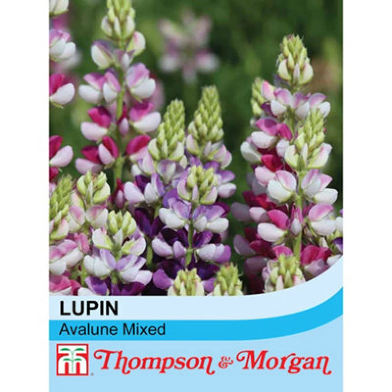 Image of Thompson & Morgan Lupin Avalune Mixed 1 Packet (20 Seeds)