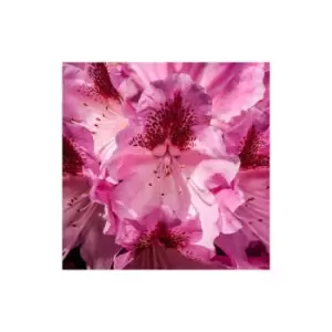 Image of Rhododendron Cosmopolitan (pink) Std 19cm