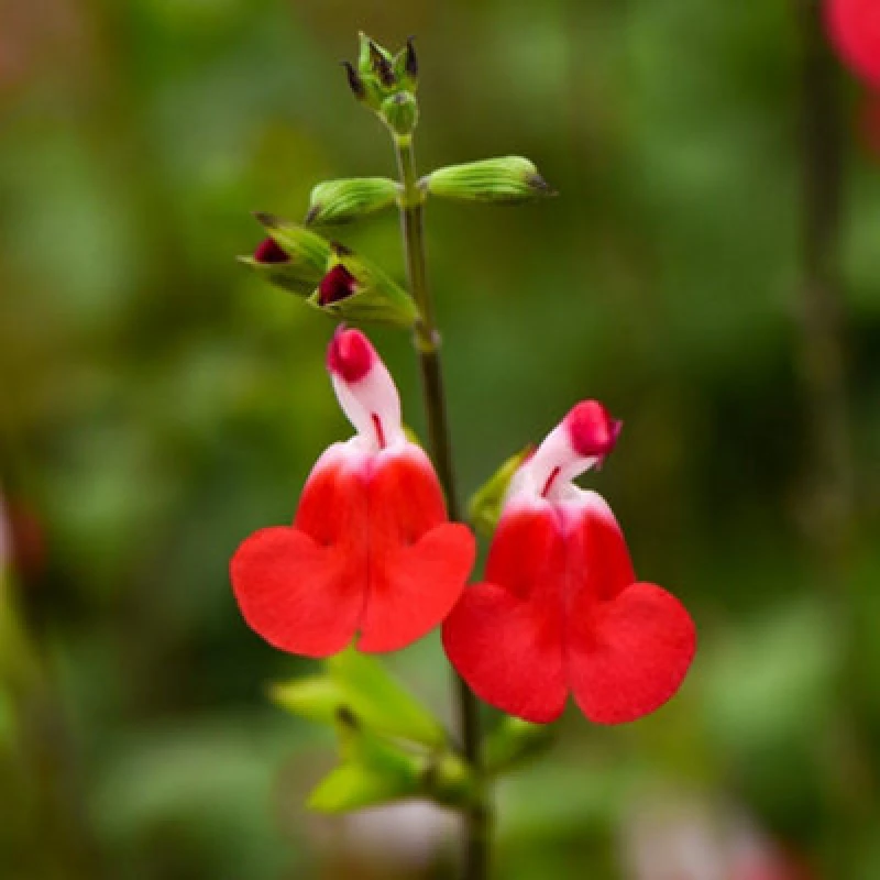 Image of Thompson & Morgan Salvia Greggii Hotlips 1 Litre Potted Plant X 1