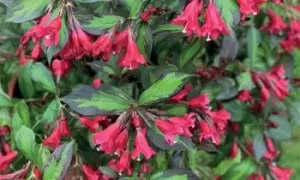 Image of Weigela Camouflage 9cm Pot x 3