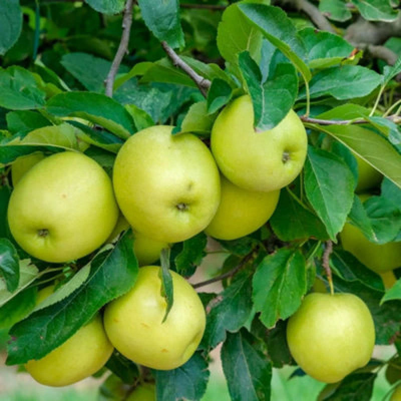Image of Thompson & Morgan Apple (Malus) Golden Delicious Espalier 5 Litre Potted Plant X 1
