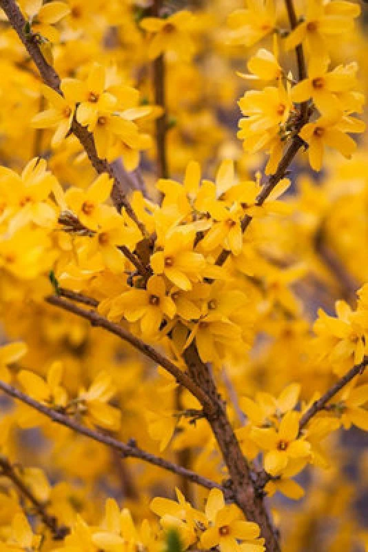 Image of Inspirational Gifting 3ft Forsythia (Spectabilis) Field Grown Bare Root Hedging Plants Tree Whip Sapling - Pack Of 10