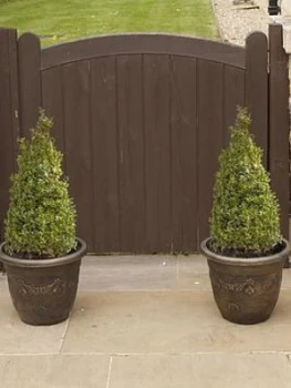 Image of Pair Of Box Topiary Pyramids (Buxus Sempervirens) 45-50Cm Tall