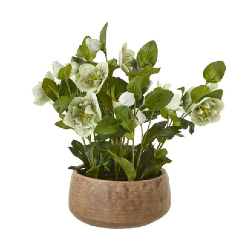 Image of Green Hellebore Plant In Taupe Pot