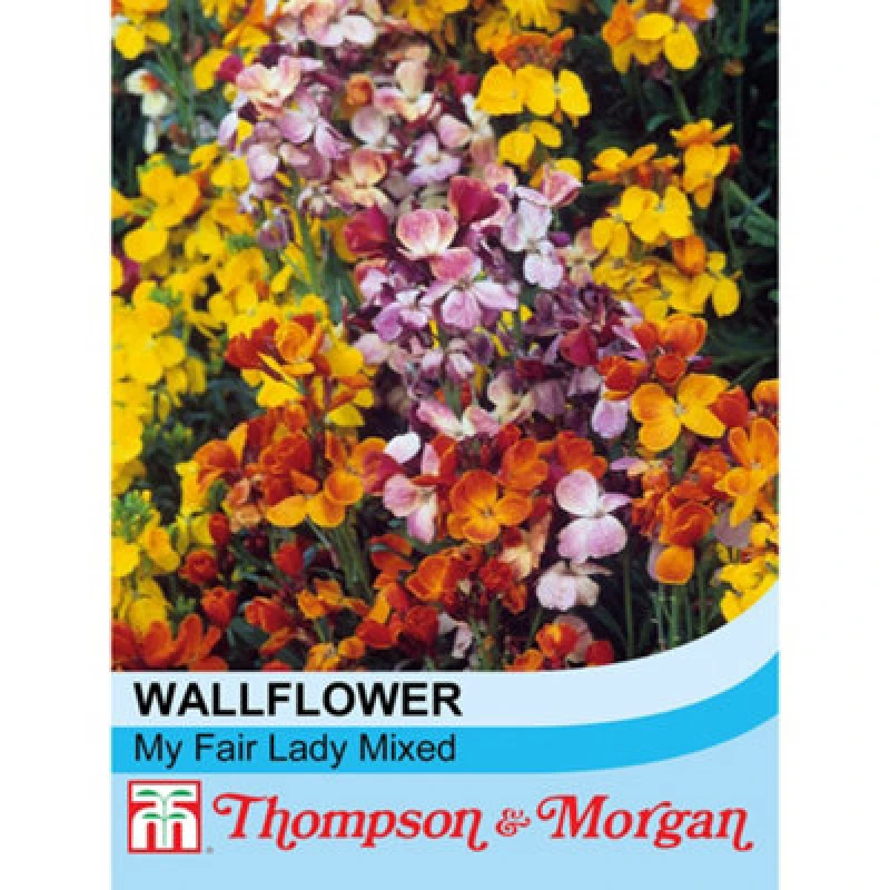 Image of Thompson & Morgan Wallflower My Fair Lady Mixed 1 Packet (400 Seeds)