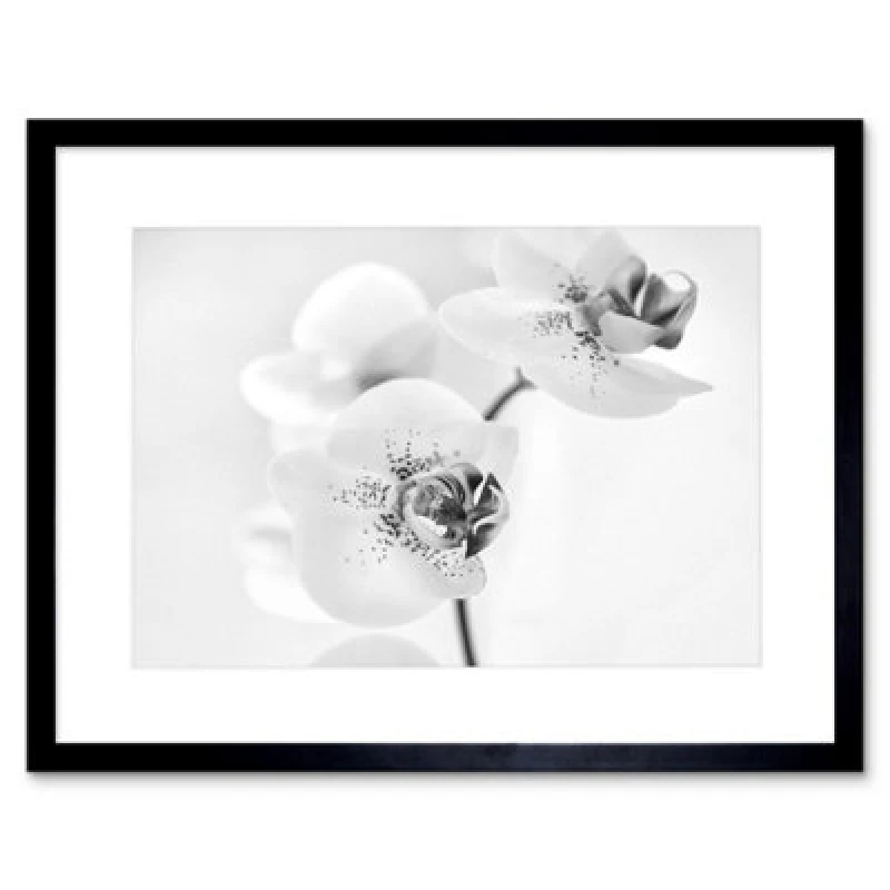 Image of Artery8 Photo Nature Plant Orchid Flower Black White 12X16" Framed Wall Art Print