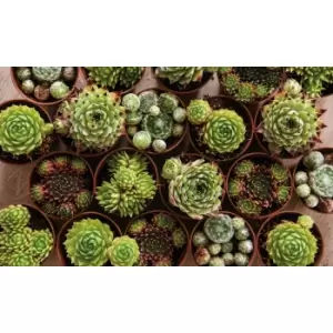 Image of Thompson & Morgan Thompson and Morgan Sempervivum Mixed 5.5cm Pot Pot x 3