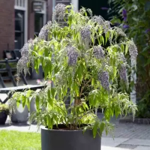 Image of YouGarden Buddleja Davidii 'Wisteria Lane' in 12cm Pot