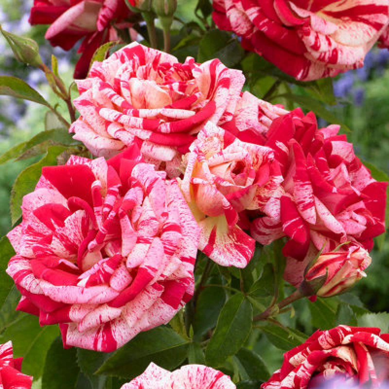Image of Yougarden Rose 'raspberry Ripple' Papageno, 4 Litre Potted, Ready To Plant