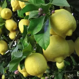 Image of Thompson & Morgan Thompson and Morgan Lemon Tree 9cm pot - 1 plant