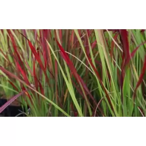 Image of Thompson & Morgan Thompson and Morgan Imperata - Red Baron - 9cm x3