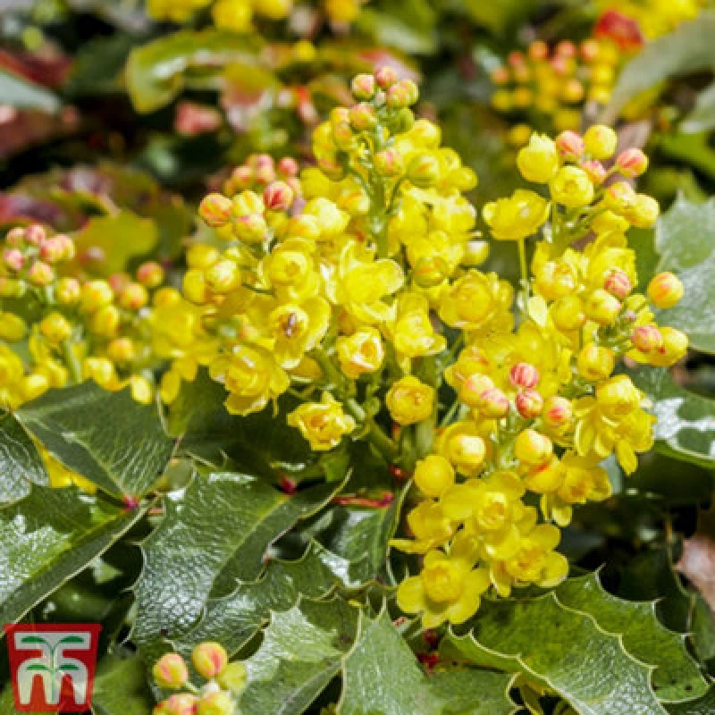 Image of Thompson & Morgan Mahonia Japonica 9Cm Potted Plant X 2