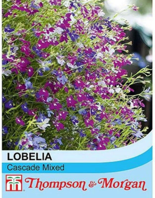 Image of Thompson & Morgan Lobelia Cascade Mix 1 Seed Packet (1000+ Seeds)