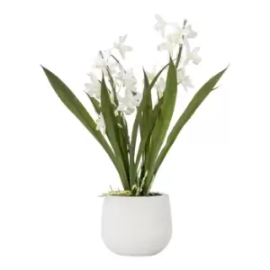 Image of Gallery Interiors Wirth Potted Cymbidium Orchid White / Large