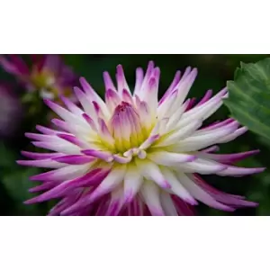 Image of Thompson & Morgan Thompson and Morgan Dahlia Badger Twinkle 3 Tubers