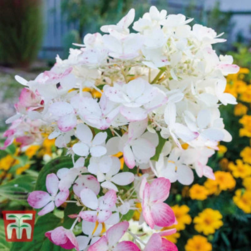 Image of Thompson & Morgan Hydrangea Paniculata Wims Red 9Cm Potted Plant X 1