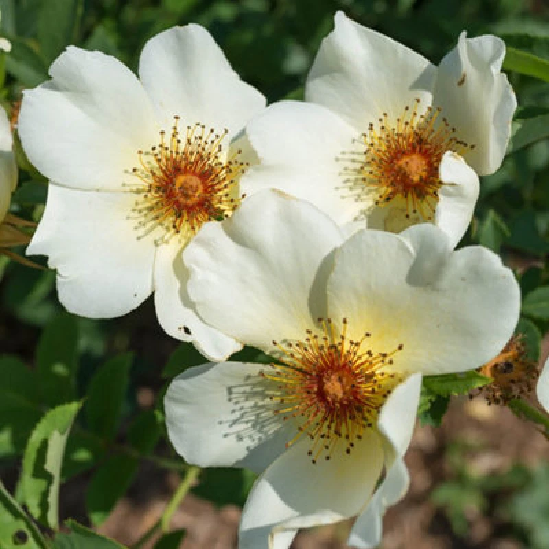 Image of Yougarden Harkness Roses 'simple Yellow' Rose , Established Rose In 4 Litre Pot, Ready To Plant, For Pots, Beds, And Borders, Delicately Fr