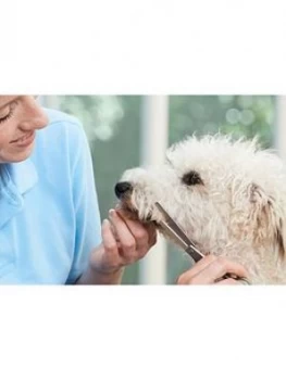 Image of Virgin Experience Days Introduction To Dog Grooming 15 Part Online Course