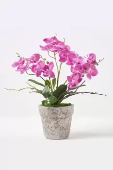 Image of Purple Orchid 42cm Phalaenopsis in Cement Pot