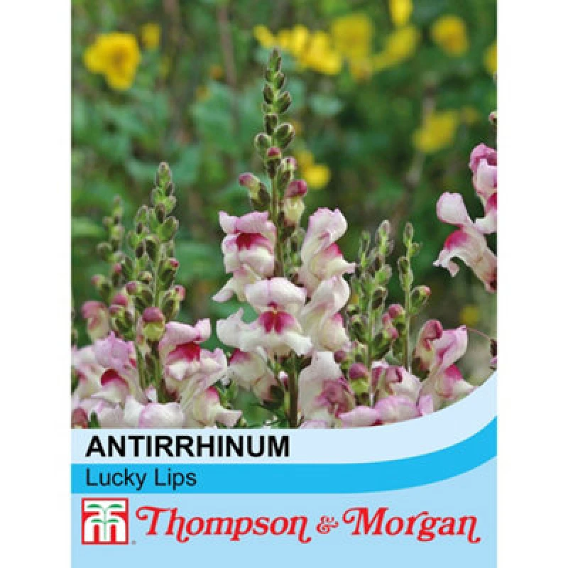 Image of Thompson & Morgan Antirrhinum Majus Lucky Lips 1 Seed Packet (200 Seeds)