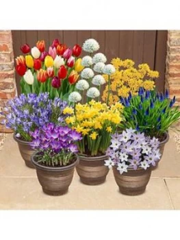 Image of Complete 300 Bulb Garden - 7 Varieties Autumn Planting For Spring Colour
