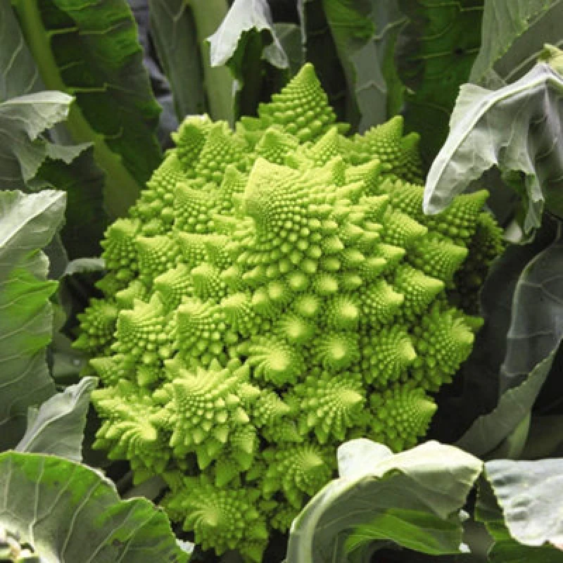 Image of Thompson & Morgan Broccoli Romanesco 1 Seed Packet (275 Seeds)