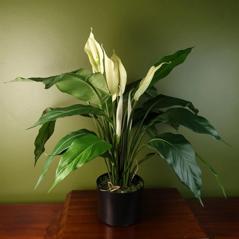 Image of Leaf Premium Artificial Peace Lily: Lifelike White Spathiphyllum - Perfect Indoor Decor - Realistic Replica - Weighted Pot - 60cm Height