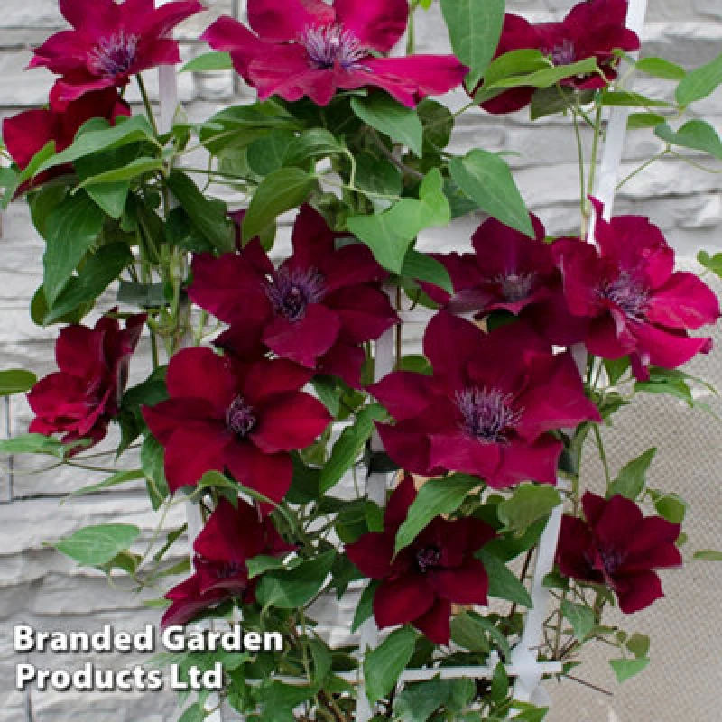 Image of Thompson & Morgan Climbing Red Clematis Nubia 15Cm Potted Plant X 1