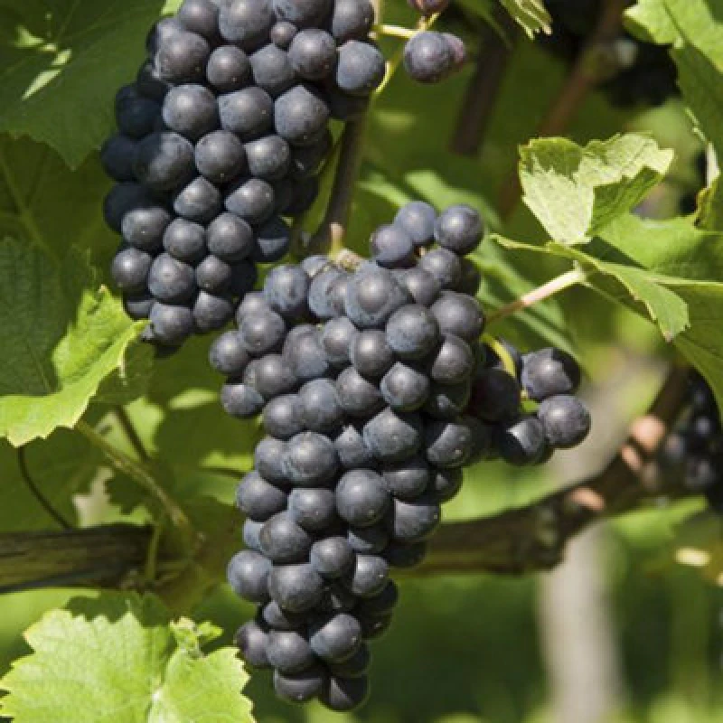 Image of Thompson & Morgan Vitis Grape Boskoop Glory 2.5 Litre Potted Plant X 1