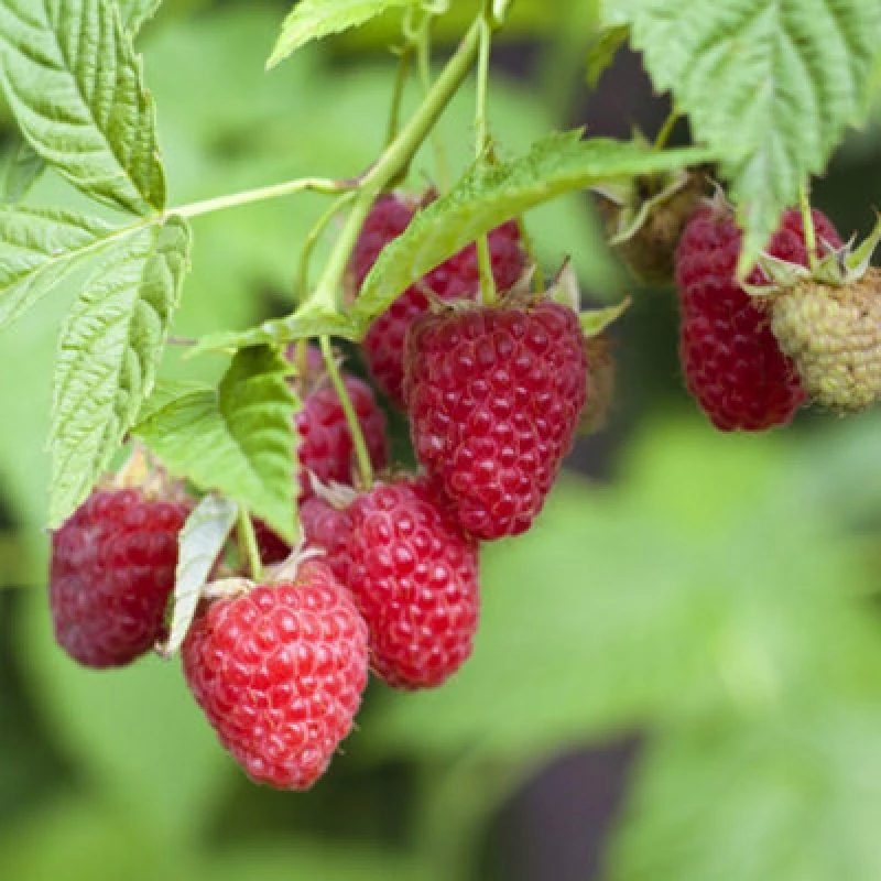 Image of Thompson & Morgan Raspberry Autumn Bliss - 2 Hardy Canes - Delicious Red Berries - Bare Root