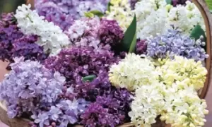 Image of Lilac Duo Collection 9cm Potted Plants, Josikaea, One, Pink