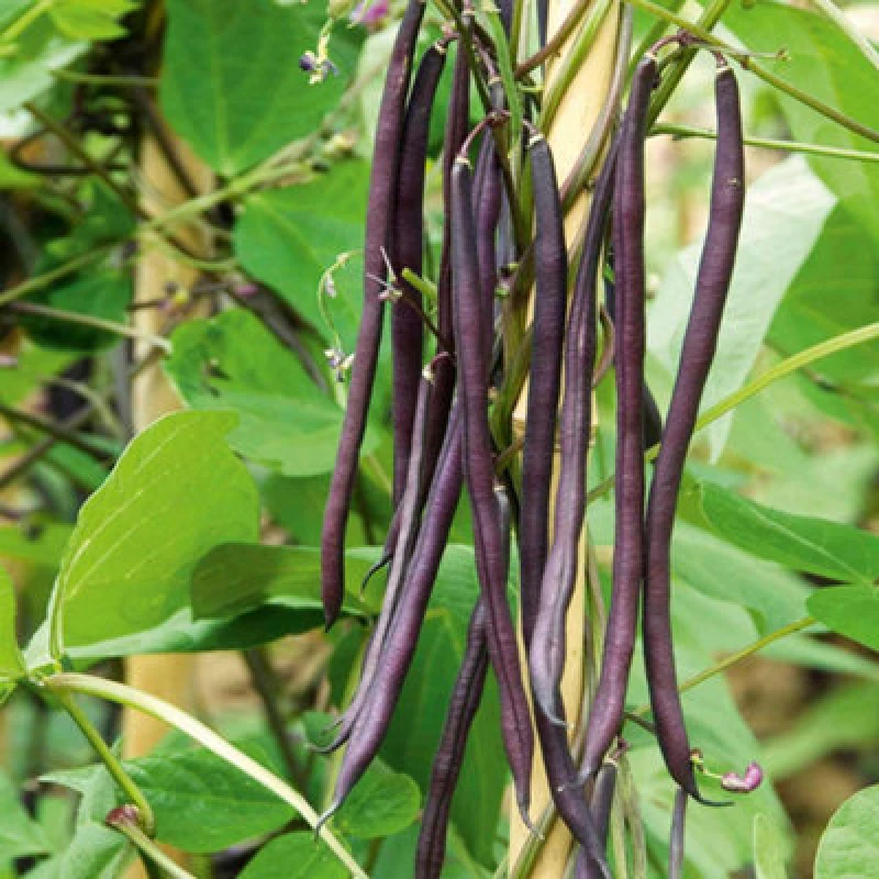 Image of Thompson & Morgan Climbing French Bean Mixed Colour 1 Seed Packet