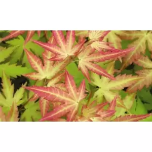 Image of Thompson & Morgan Thompson and Morgan Acer palmatum Orange Beauty (Dream) 10.5cm Pot x 2