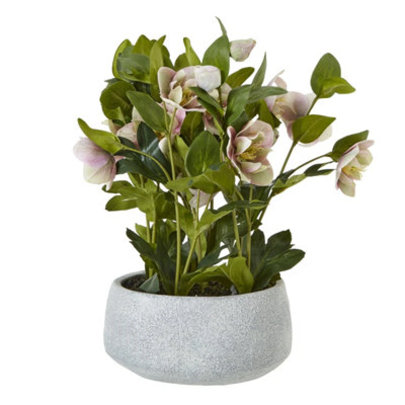 Image of Variegated Pink Hellebore Plant In Grey Pot