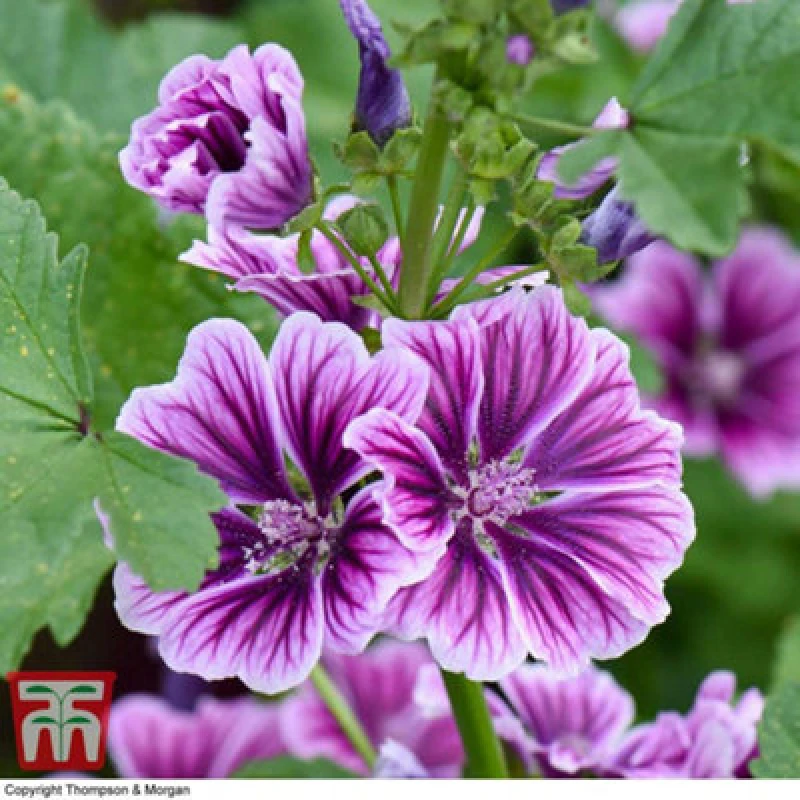 Image of Thompson & Morgan Malva Sylvestris Zebrina 1 Packet (50 Seeds)