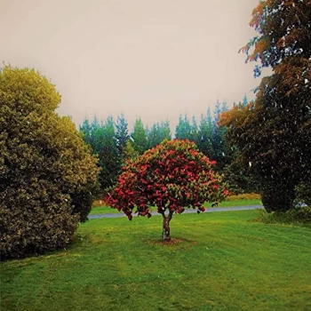 Image of The Bats - Foothills CD