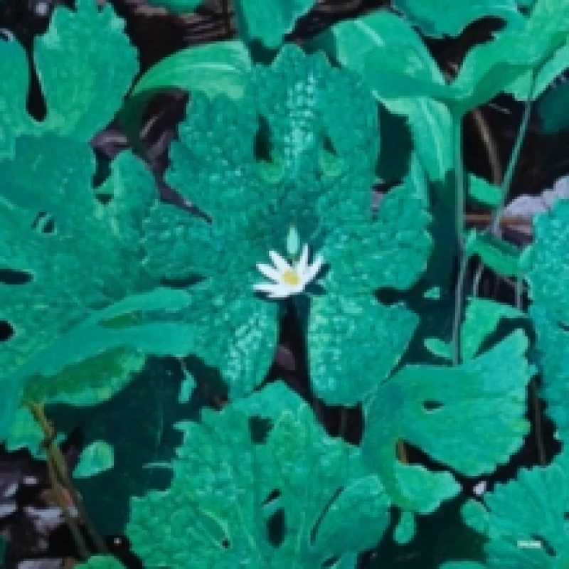Image of Wetland Interiors Vinyl
