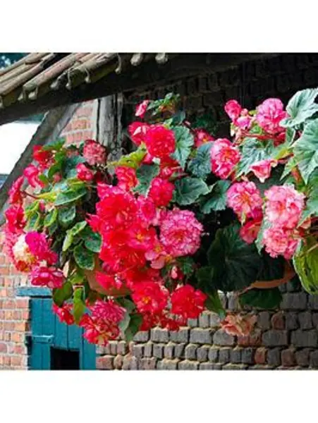 Image of YouGarden Belgian Trailing Giant Begonia - 10 tubers - Size 10 tubers