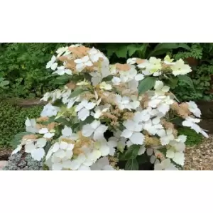 Image of Thompson & Morgan Thompson and Morgan Hydrangea Cloud Nine 9cm Pot x 2 Inc: