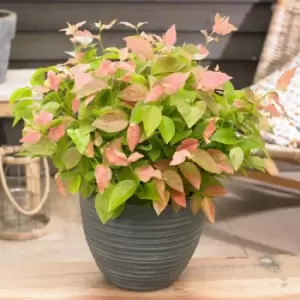 Image of Thompson & Morgan Blueberry (Vaccinium) Flamingo 9cm Pot x 1